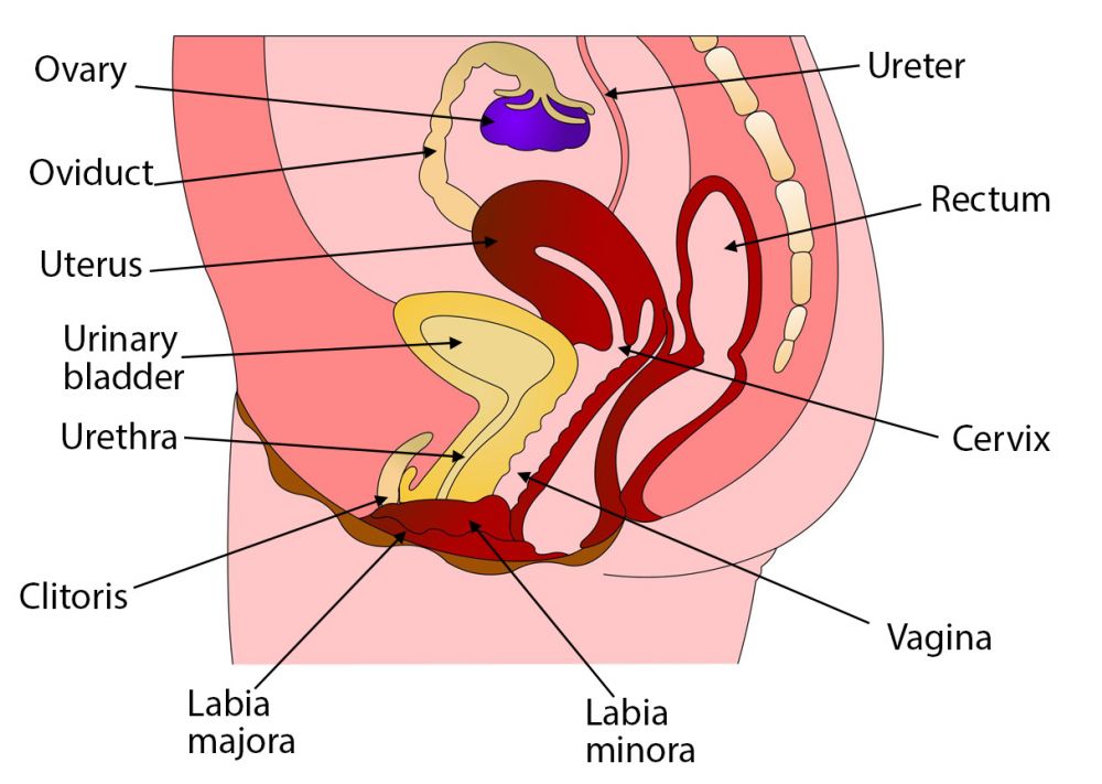 vagina side labelled
